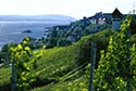 Meersburg vineyards photo