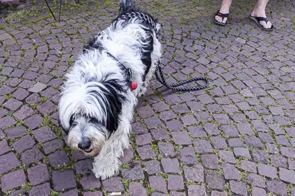 Joy, a Polish Lowland Sheepdog in Miltenberg, Germany