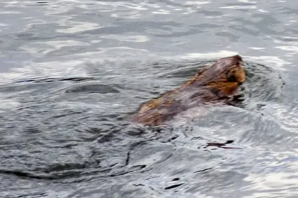 Beaver on River Pegnitz in Nuremberg