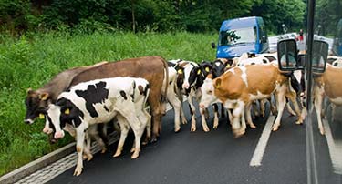 cows near Rittersgr&uuml;n