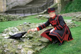 Raven Master and ravens, Tower of London