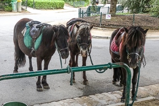 Ponies in Parc Montsouris