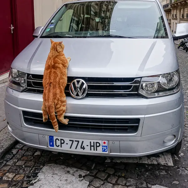 An acrobatic cat climbs a Volkswagen in Montmartre.
