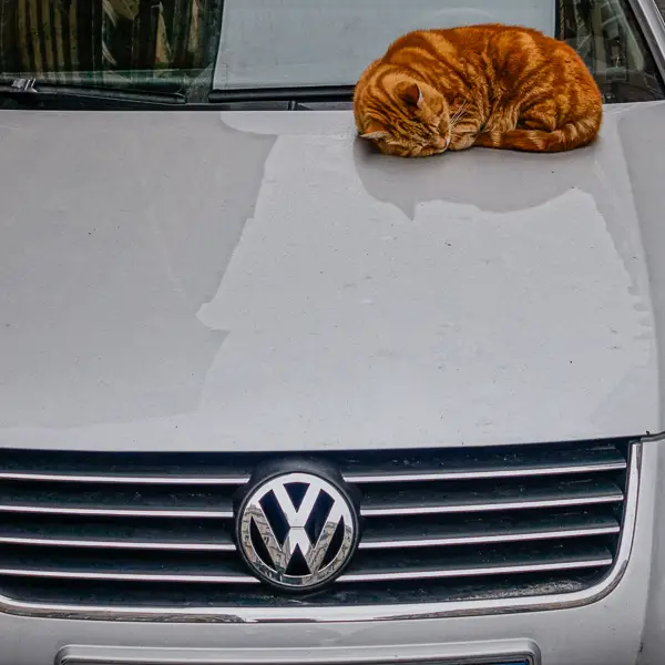 A feline influencer promotes the Volkswagen brand in Montmartre.