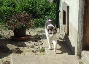 Cat welfare organization at Le Cimeti�re des chiens d'Asni�res-sur-Seine