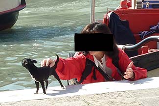 Tiny dog in Venice
