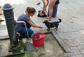 Dog at fountain in Venice