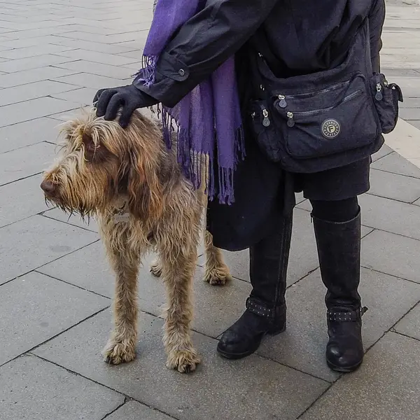 A friendly dog greets Cheryl Imboden in Venice's Via Garibaldi.