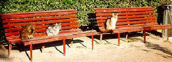 Stray cats in the Giardini ex-Reali, Venice, Italy.