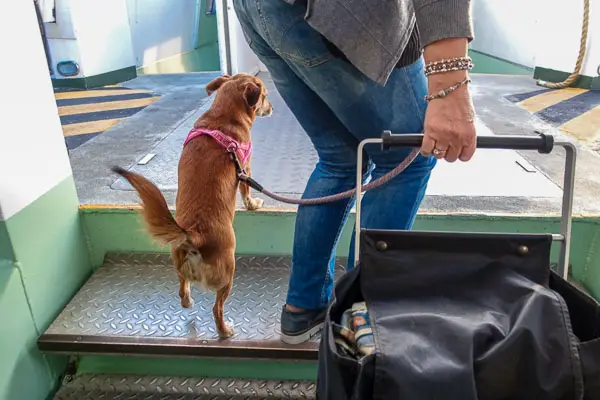 Dog on ACTV water bus in Venice, Italy