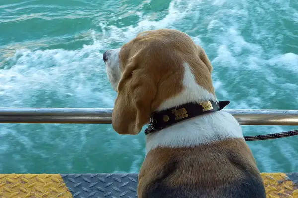 A beagle enjoys the view from a vaporetto in Venice, Italy.