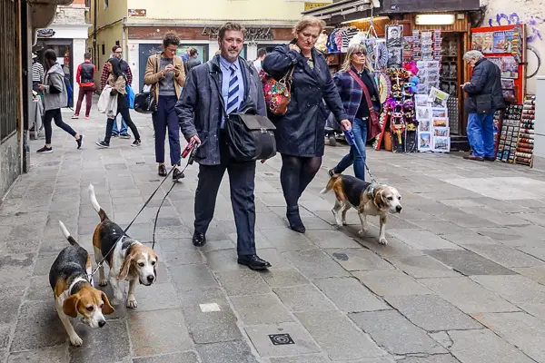A couple and three beagles in Venice, Italy.