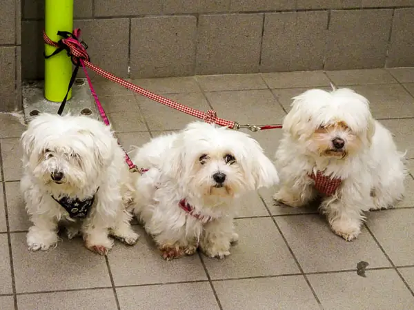 Three dogs in a Despar supermarket, Venice.