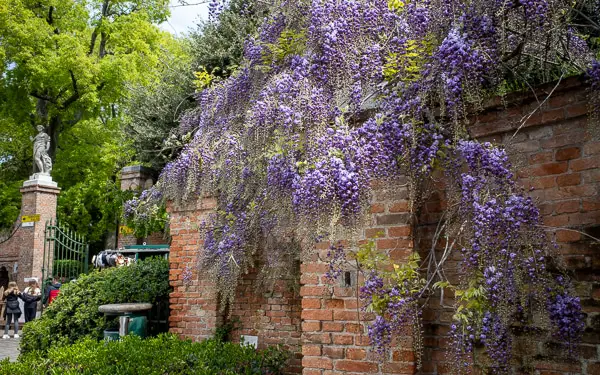 Wisteria at Giardini Papadopoli