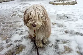 Maggie the Bearded Collie in Venice