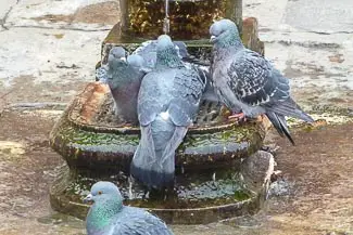 Pigeons at fountain in Venice